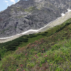 Schönbichler Horn